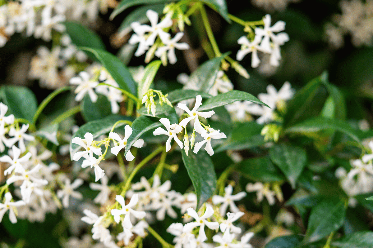jasminum officinale (common jasmine).png